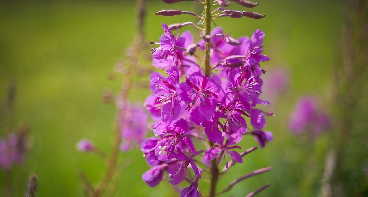 erkek sağlığı için fireweed